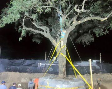 Escándalo en Córdoba por el traslado de un árbol de casi 300 años para ampliar una avenida