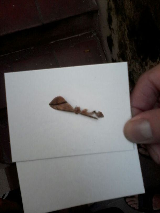 Preocupa una invasión de polillas en Montevideo: de a poco llega a Buenos Aires