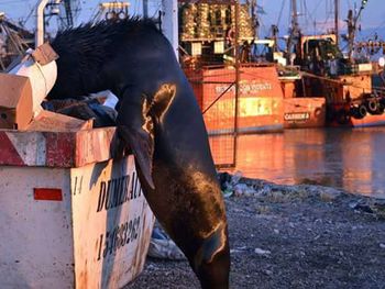 El truco de un lobo marino descubierto comiendo camarones