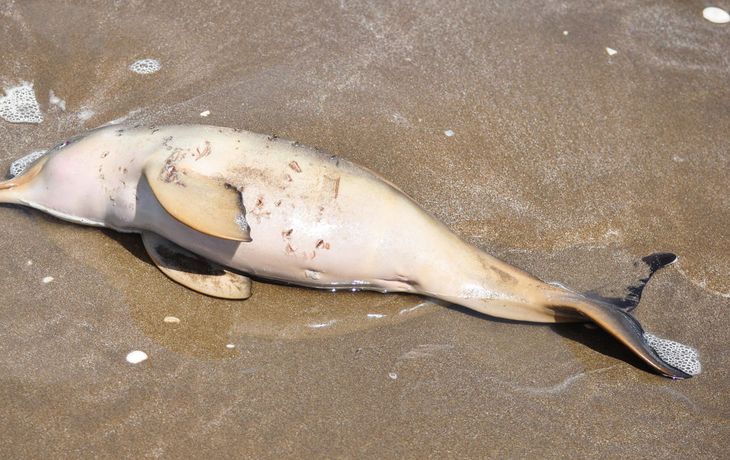 Conmoción por la aparición de 14 delfines muertos en las playas del Partido de la Costa