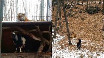 le dieron una cabra para su almuerzo pero el tigre se hizo amigo de su presa le dieron una cabra para su almuerzo pero el tigre se hizo amigo de su presa