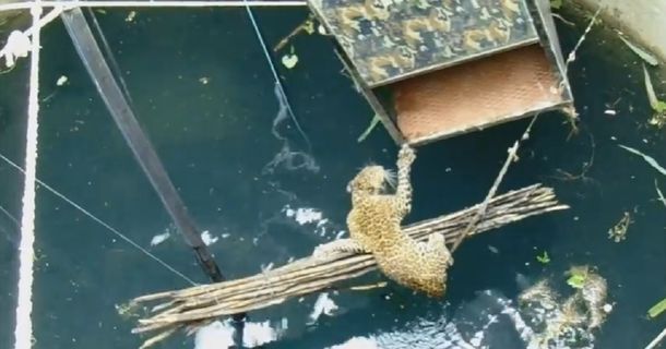 Dramático rescate de un leopardo que se había caído a un pozo en India