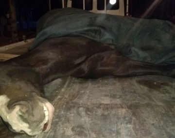 Denuncian que obligaron a un caballo a correr quebrado y lo ejecutaron de un tiro