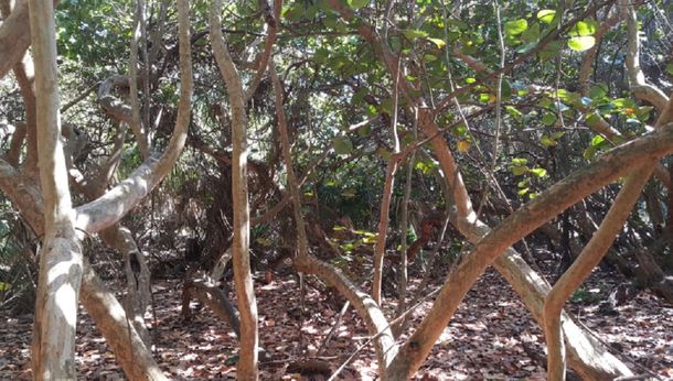 Desafío viral: mirá esta foto y encontrá al gato