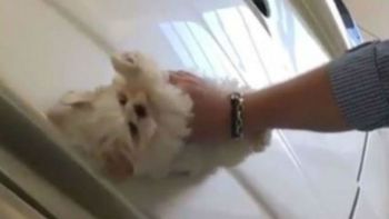 Así usa el jóven al cachorro para limpiar el auto Así usa el jóven al cachorro para limpiar el auto