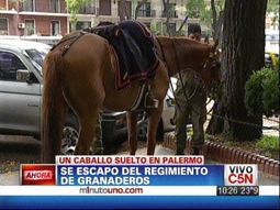 Se escapó un caballo del Regimiento de Granaderos