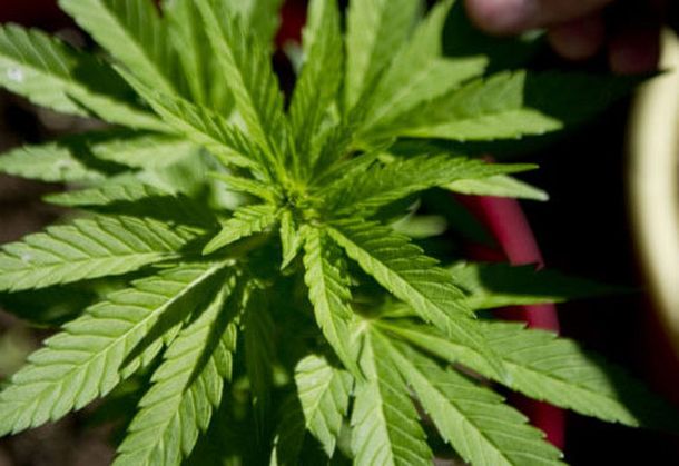 Cuánto costará la marihuana regulada en Uruguay