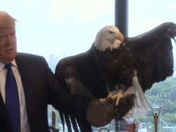 video: donald trump fue atacado por un aguila en una sesion de fotos video: donald trump fue atacado por un aguila en una sesion de fotos