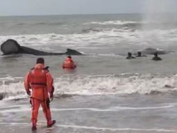 prefectura intenta rescatar a una ballena encallada en mar del tuyu prefectura intenta rescatar a una ballena encallada en mar del tuyu