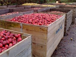 brasil autorizo licencias para el ingreso de manzanas argentinas brasil autorizo licencias para el ingreso de manzanas argentinas