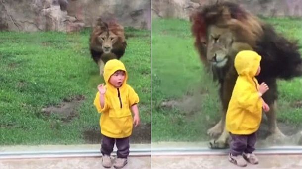 Terror en el zoo: así atacó un león a un niño en Japón