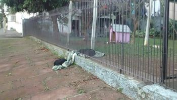 La cachorra no dejó desamparado a su amigo La cachorra no dejó desamparado a su amigo