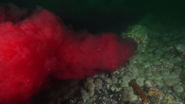 Un buceador descubre una tubería en el océano que expulsa sangre