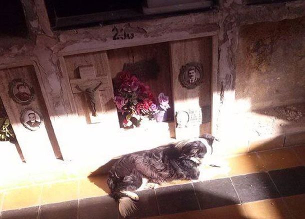 Su dueño falleció, pero él se resiste a olvidarlo