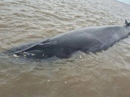 Una ballena encalló en el Río de la Plata a la altura de San Isidro Una ballena encalló en el Río de la Plata a la altura de San Isidro