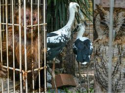 Rescatan más de 80 animales exóticos de una casa en Ituzaingó