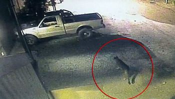 El puma fue captado por una cámara de seguridad El puma fue captado por una cámara de seguridad