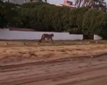 Piden a los vecinos de Villa Gesell no salir de sus casas por la presencia de pumas