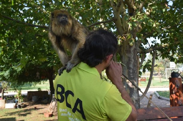Rescatan monos en cautiverio