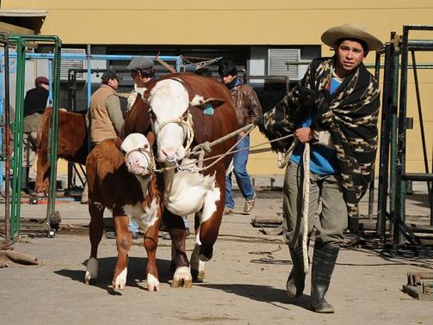 Campo c