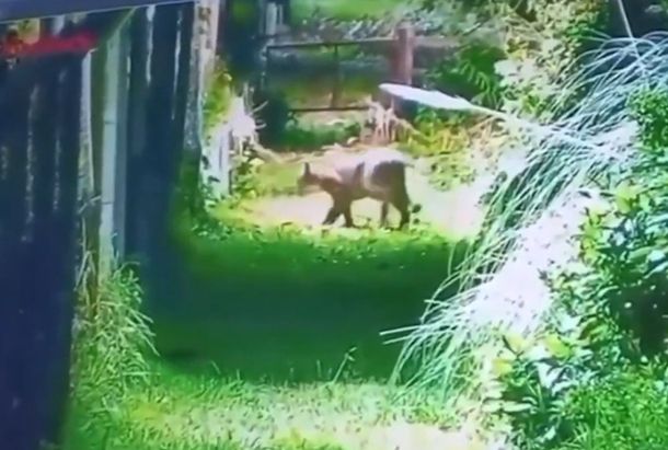Alerta en Escobar por la presencia de un puma en la zona del country Náutico