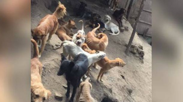 Difunden un video de canibalismo entre perros abandonados en un refugio