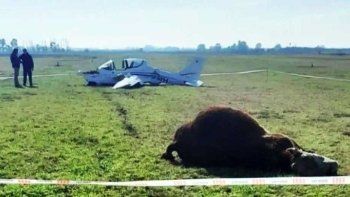 un toro murio embestido por una avioneta durante un aterrizaje