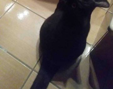 Todos dudan si se trata de un gato o un cuervo