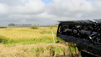 El fenómeno El Niño impactará negativamente en los rindes de la cosecha de arroz. El fenómeno El Niño impactará negativamente en los rindes de la cosecha de arroz.