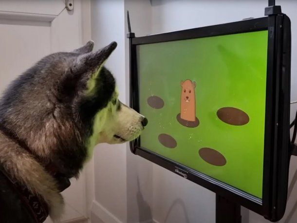 Videojuegos para perros que ayudan a prevenir la demencia