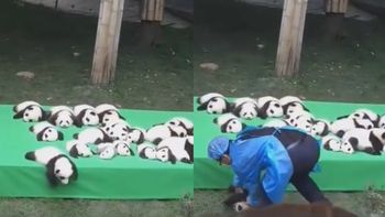 Panda bebé cayó de cabeza al piso durante su presentación en público Panda bebé cayó de cabeza al piso durante su presentación en público