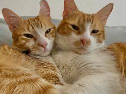 Cómo cuidar a los gatitos: insólitas indicaciones de una chica a su hermano