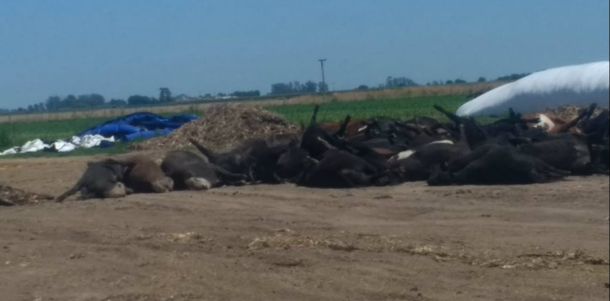 Unos mil novillos aparecieron muertos en feedslots de Santa Fe