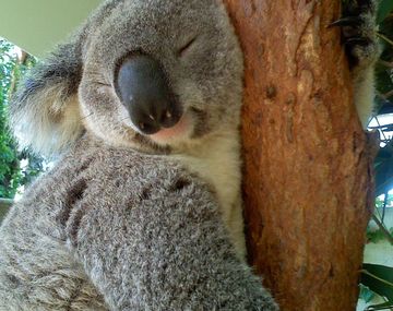 Revelan el misterio de por qué los koalas se abrazan de los troncos de los árboles