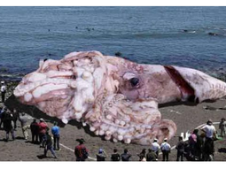 Un calamar gigante apareció en una playa de California