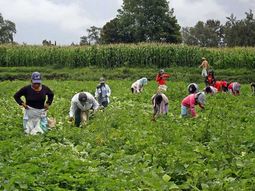 Un informe desmiente a Macri: casi la mitad de los empleos en el campo son precarizados