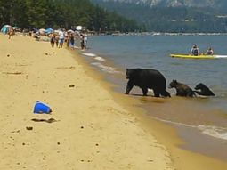 Vacaciones en familia: una osa y sus cachorros sorprendieron en la playa