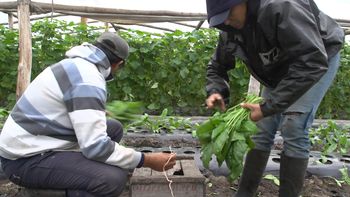 El Índice de Precios al Productor de ProductosNacionales volvió a caer a nivel interanual. El Índice de Precios al Productor de ProductosNacionales volvió a caer a nivel interanual.