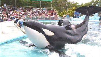 murio kshamenk, la orca que paso 33 anos en cautiverio en mundo marino murio kshamenk, la orca que paso 33 anos en cautiverio en mundo marino