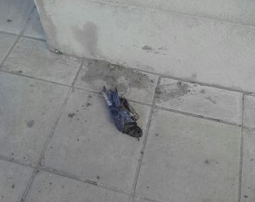 Por culpa de una paloma