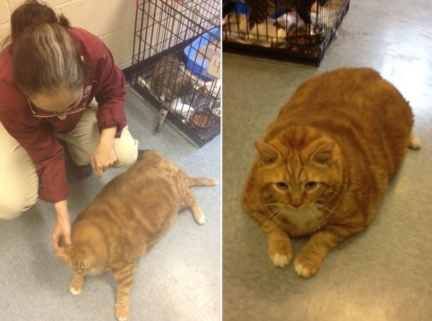 El gato más gordo del mundo lucha por recuperar su salud