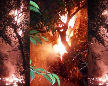 Quiso hacerse un mate y quemó el árbol más antiguo de Misiones
