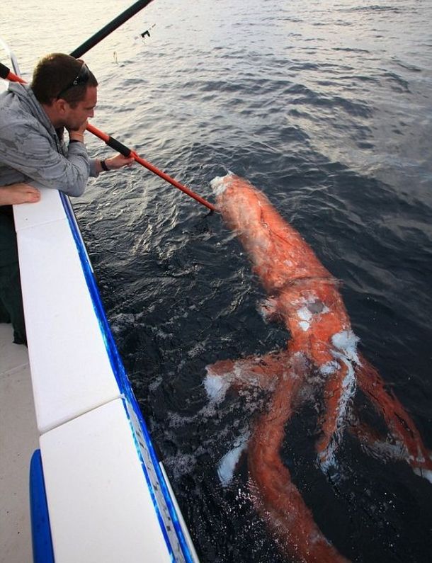 Pelearon contra un tiburón para atrapar a un calamar gigante