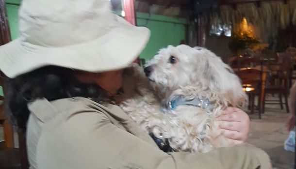 El drama de Luno: un caniche fue retenido en el aeropuerto de Madrid y amenazan con sacrificarlo