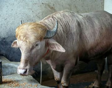 Un búfalo albino apodado Donald Trump se vuelve una sensación viral.