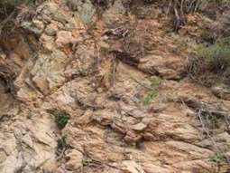 El desafío viral que pocos superan: ¿podés encontrar al animal en la imagen?