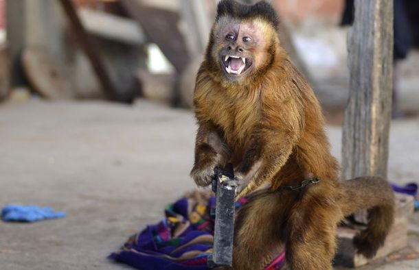 Foto gentileza: diario Crónica