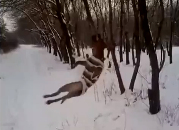VIDEO: Un pitbull que se desvive por arrancar una rama de un árbol