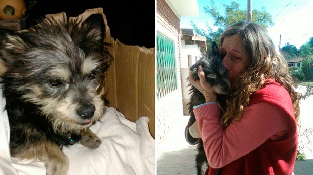 Emotivo reencuentro: el perro ciego y sordo que volvió a la casa tras un año de búsqueda