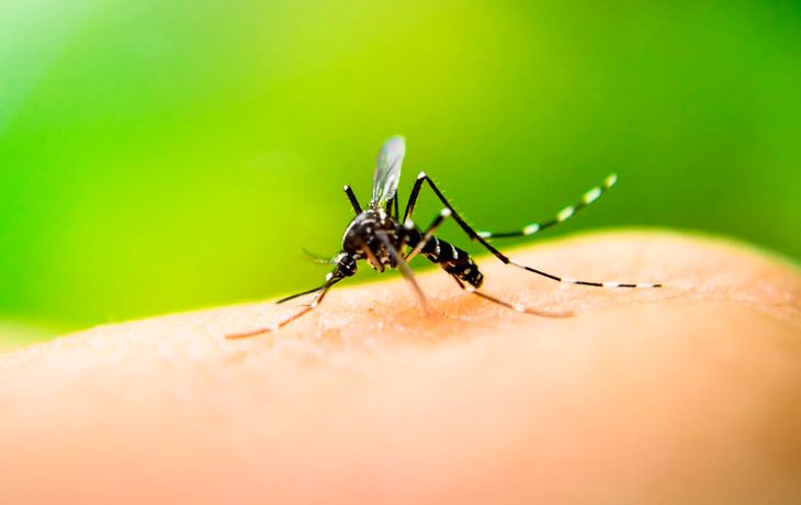 Dengue en Argentina: remarcan que el mosquito sobrevive al frío y recomiendan tomar medidas